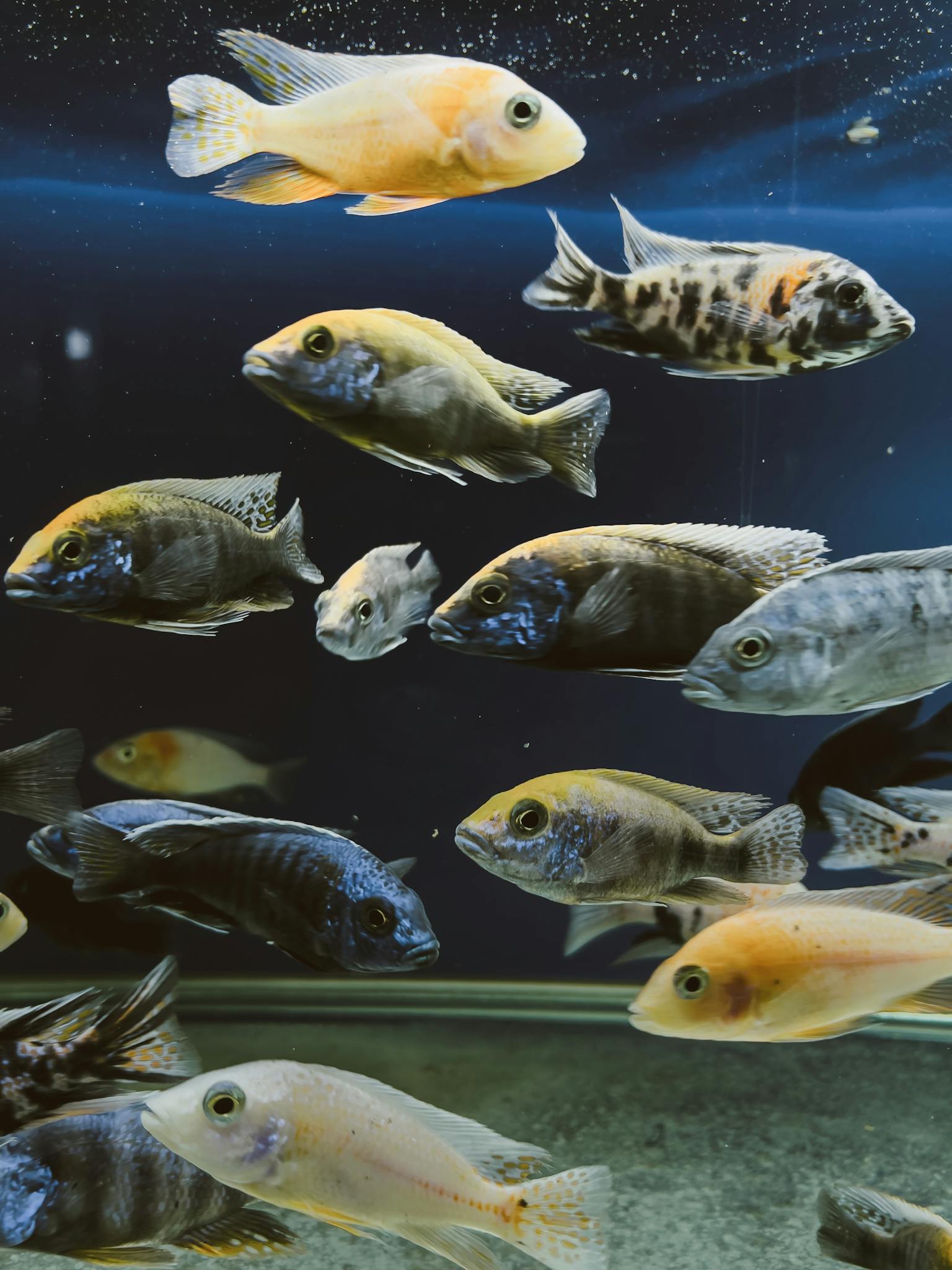 A diverse group of colorful fish swimming gracefully in an aquarium tank.