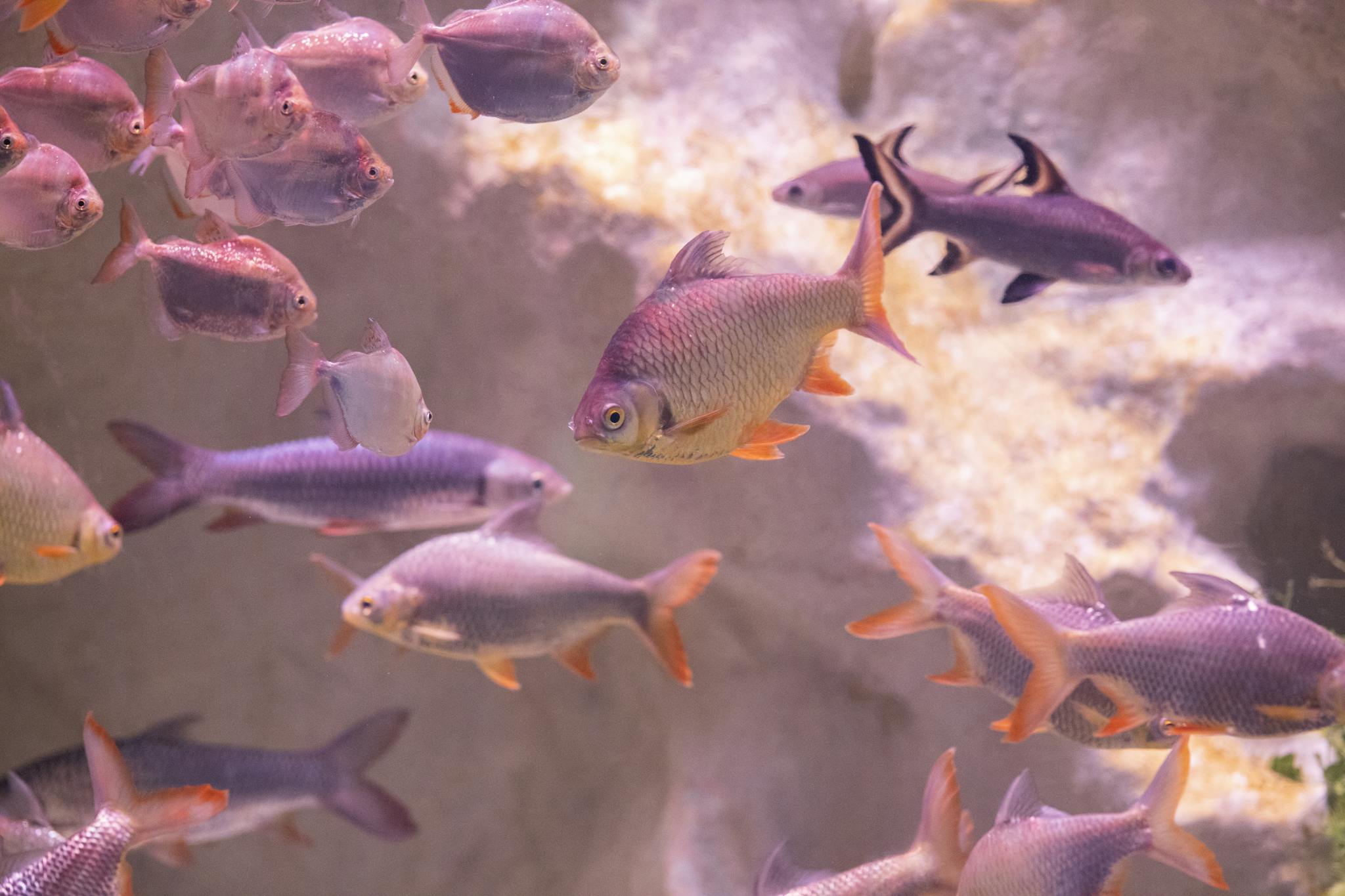 A lively school of colorful fish swimming in an aquarium, showcasing aquatic life.