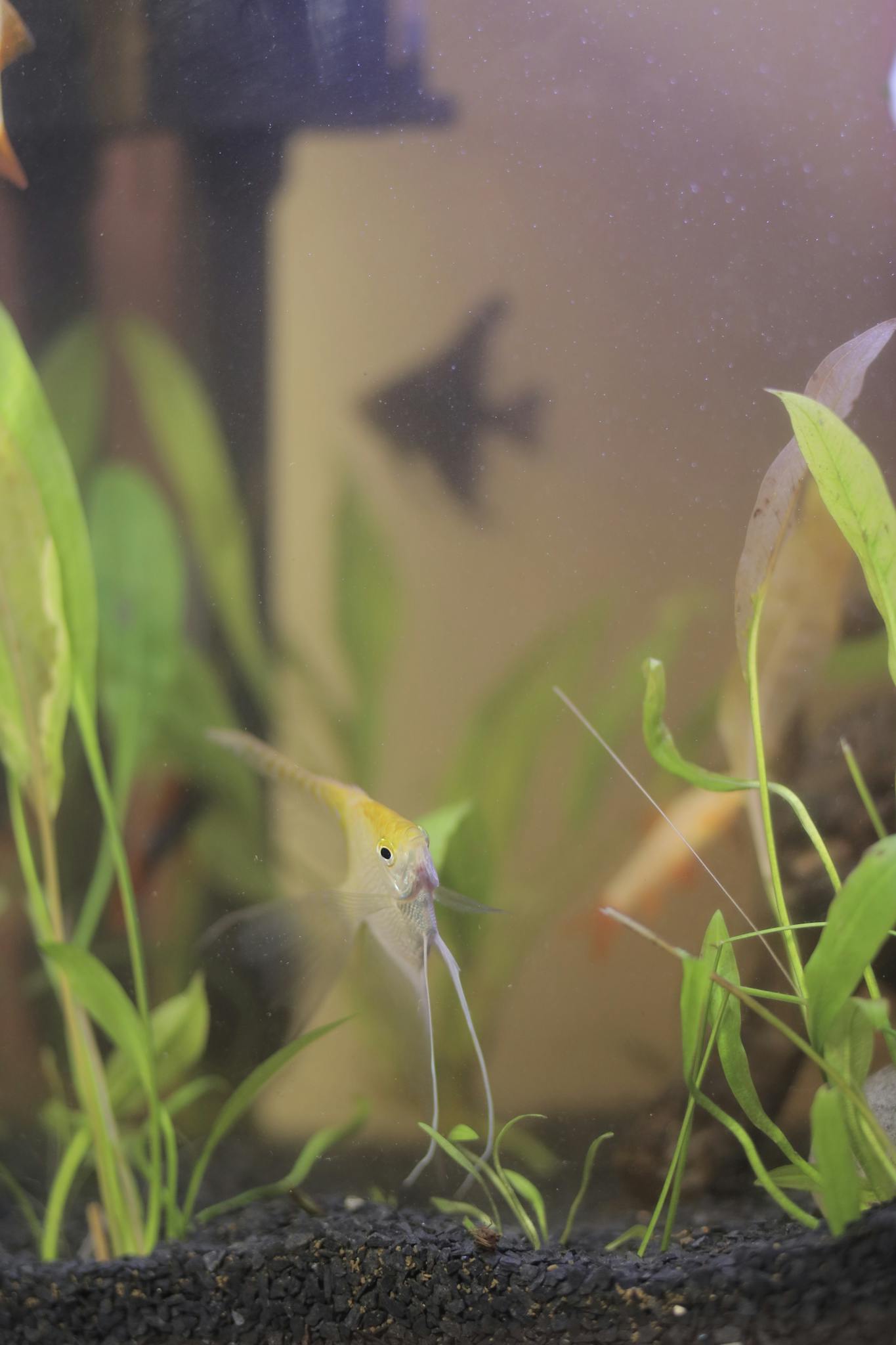 A serene aquarium setting featuring a graceful angelfish swimming among lush green plants.