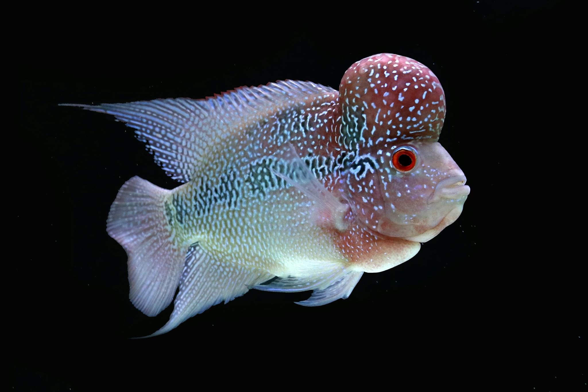 Close-up of a colorful Flowerhorn cichlid fish with a distinct nuchal hump swimming in an aquarium.