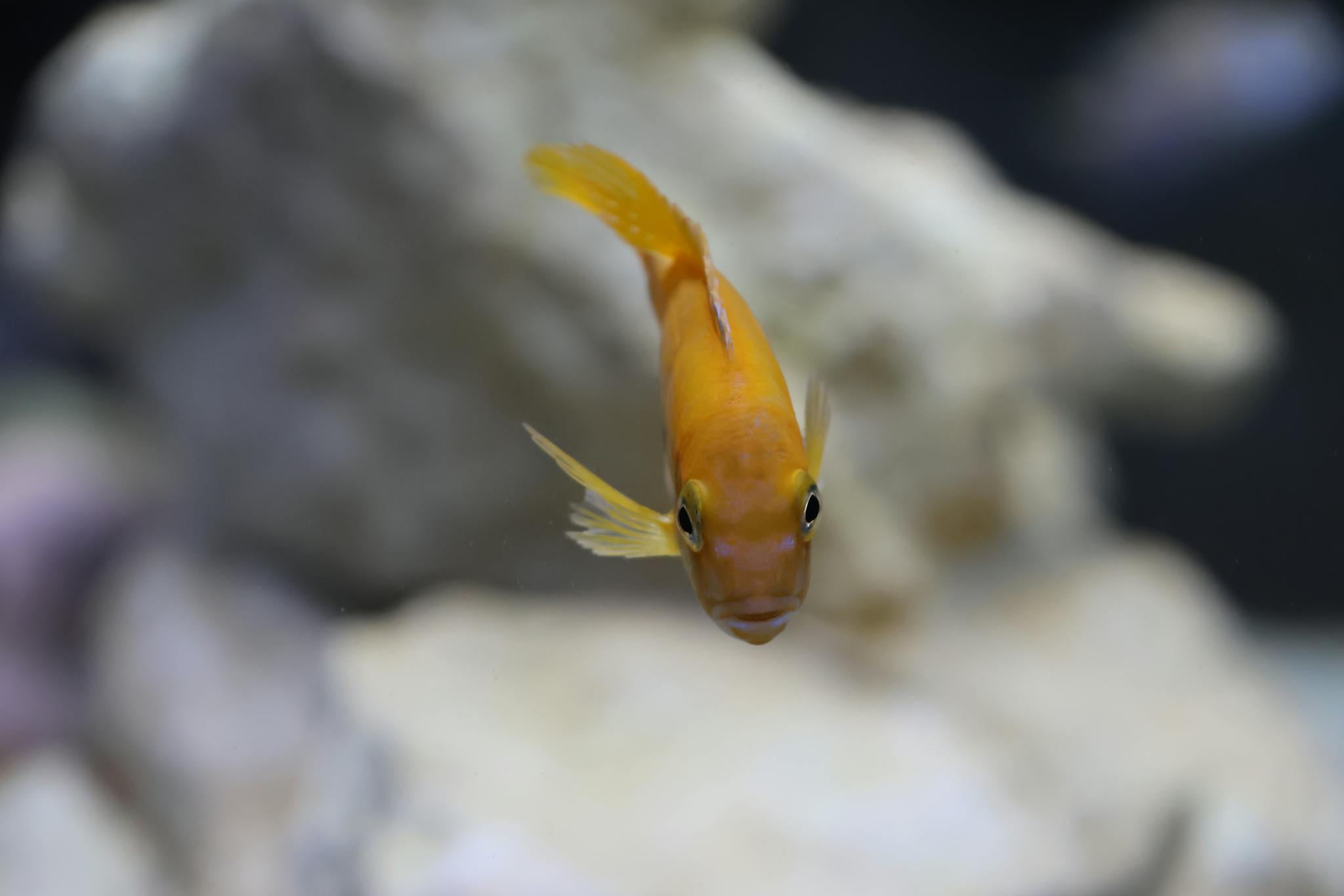 Close-up of a vibrant orange fish swimming with blurred background in aquarium.