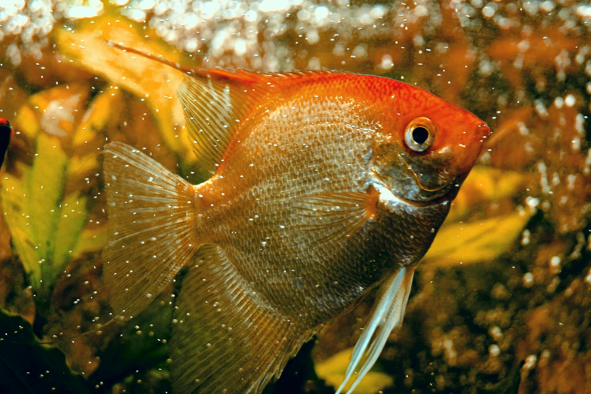 Close-up photo of a vibrant orange aquarium fish swimming amidst plants, showcasing its intricate scales and fins.