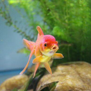Close-up view of a colorful goldfish swimming among aquatic plants in a freshwater tank.