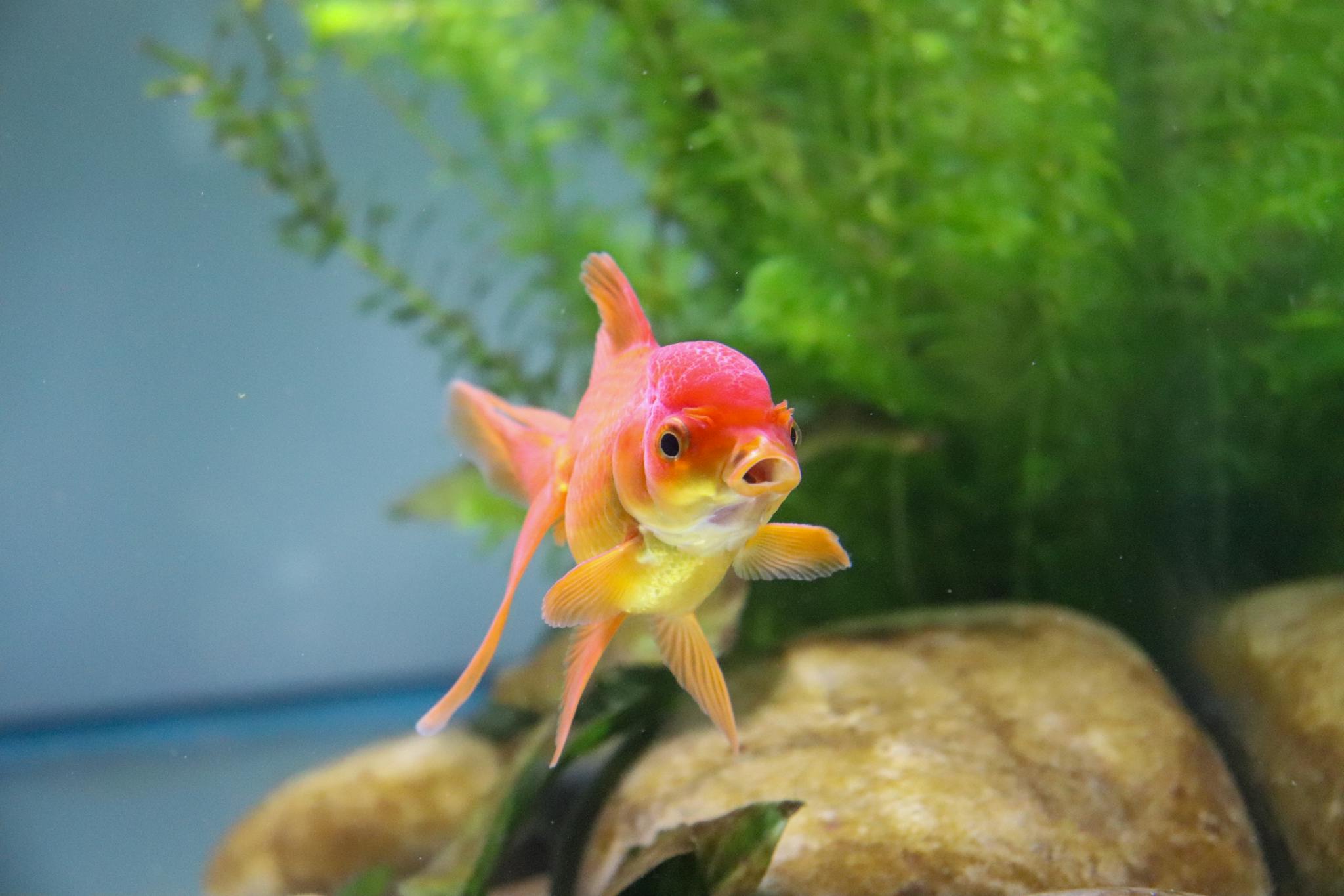 Close-up view of a colorful goldfish swimming among aquatic plants in a freshwater tank.
