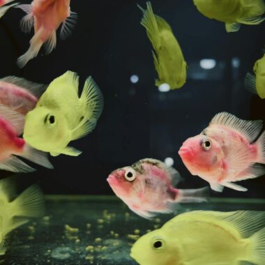 Colorful cichlid fish swimming in an aquarium, showcasing vibrant colors and decorative tank.