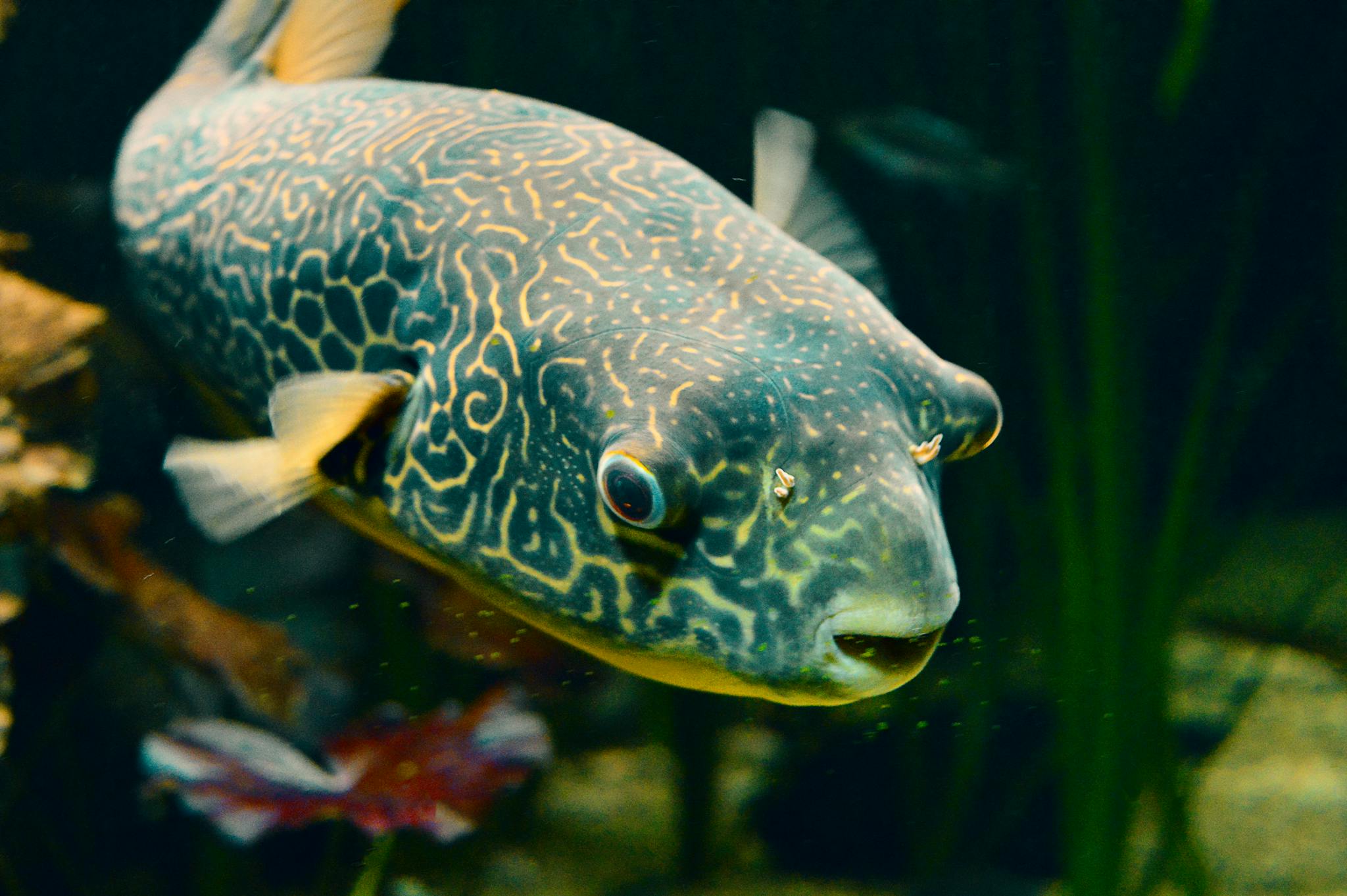 Detailed close-up of a vibrantly patterned aquarium fish swimming in a tank.
