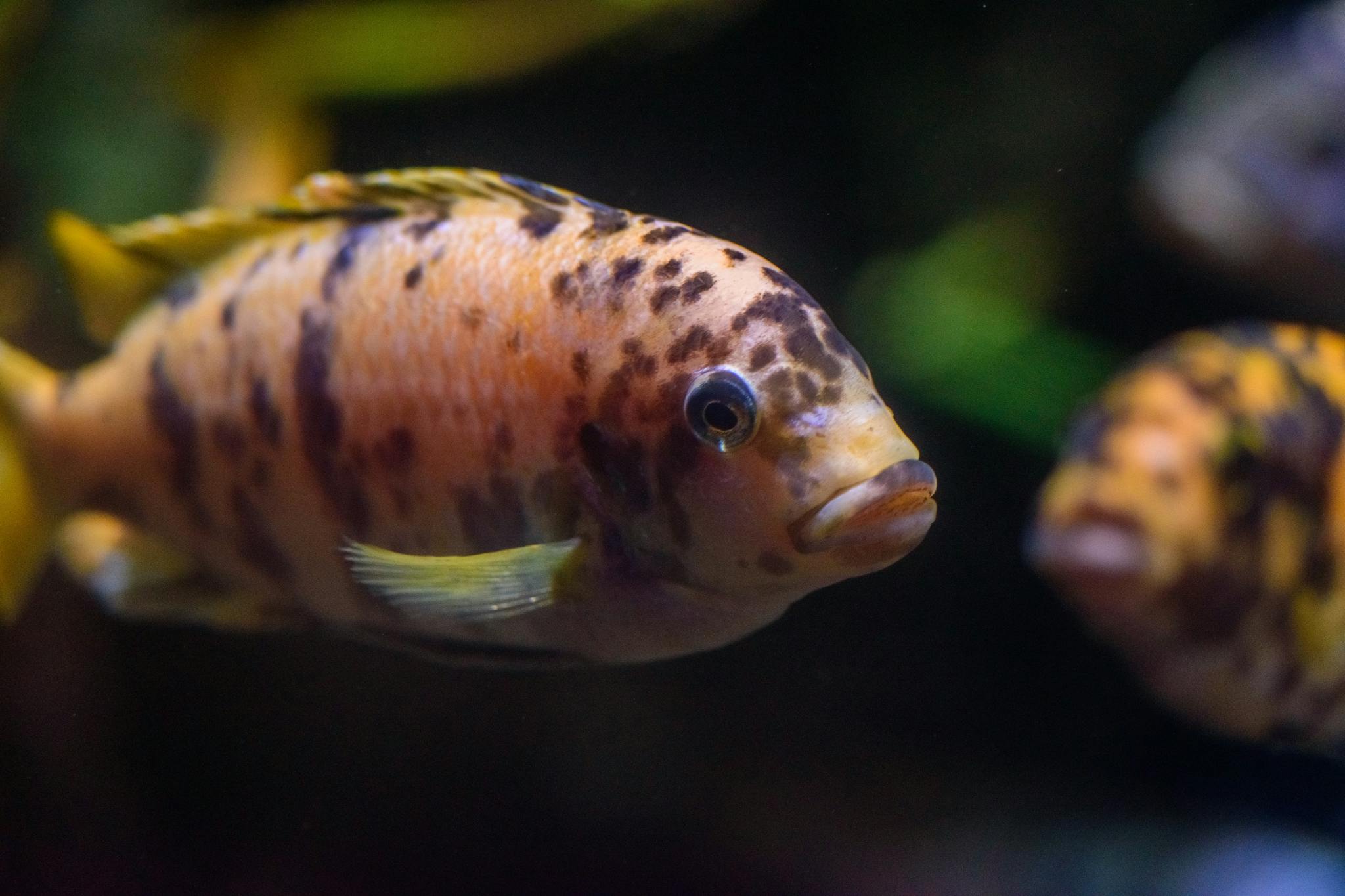 Vibrant close-up of a colorful cichlid fish in an aquarium setting, showcasing its exotic pattern.
